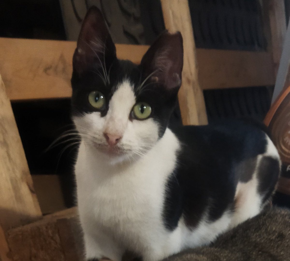 yürüyen panik tweet media