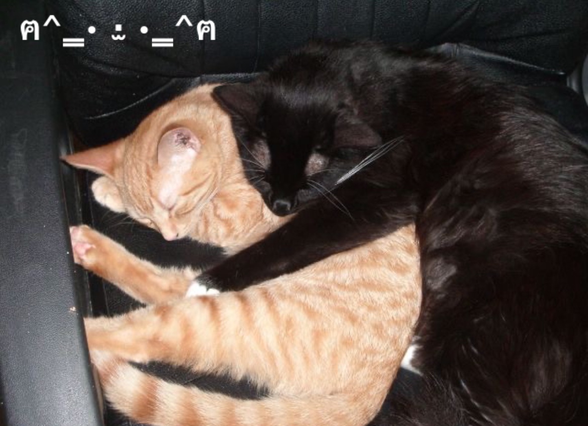 catsdotjpg's tweet image. 