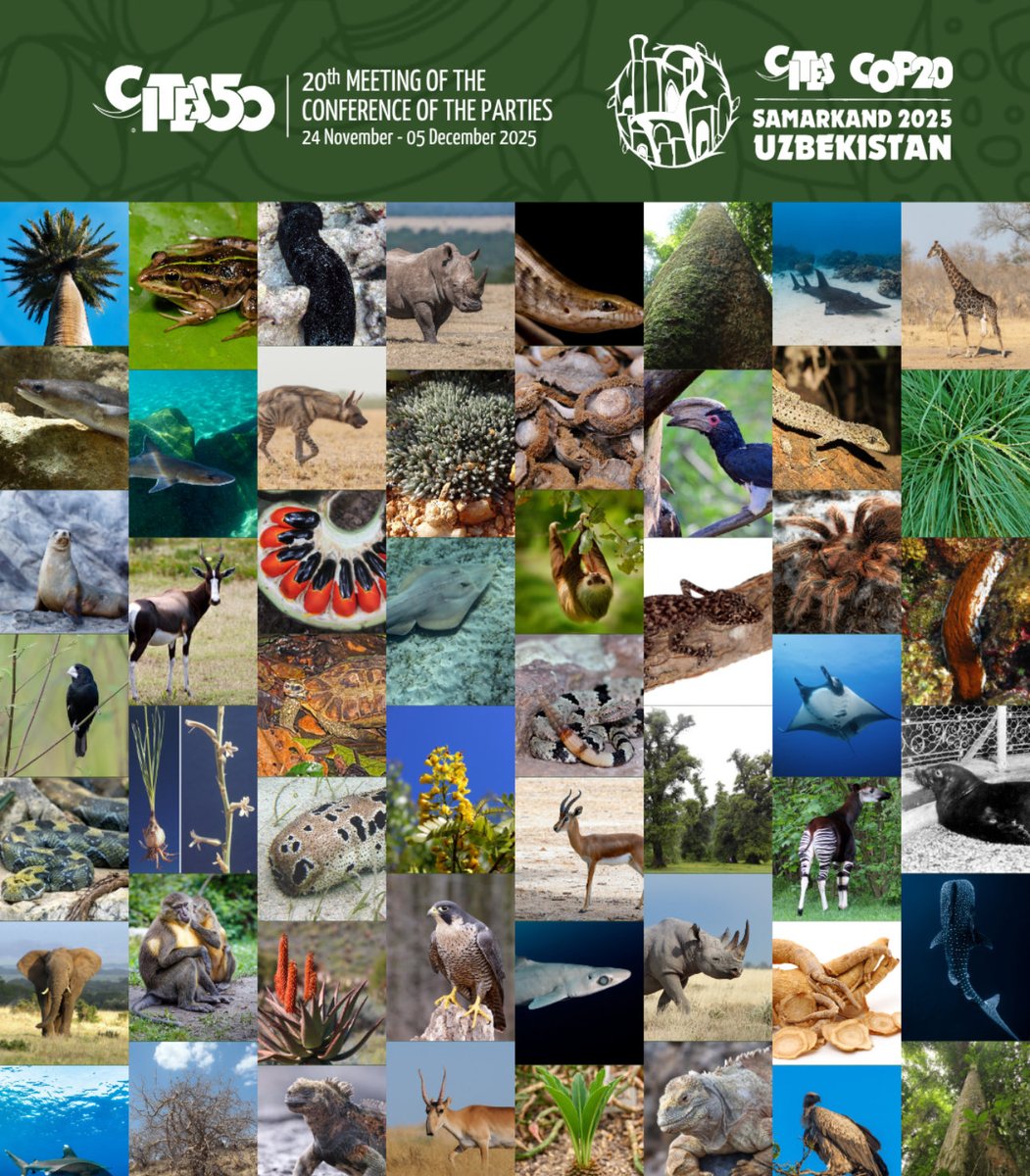 Help African Animals tweet media