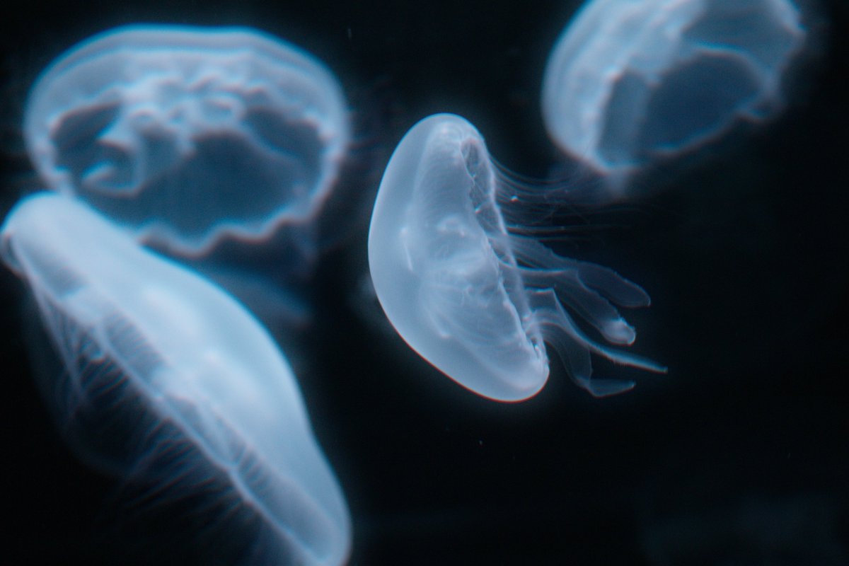 わわわ tweet media