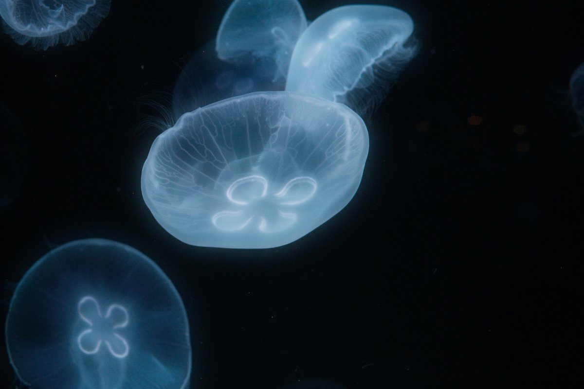 わわわ tweet media