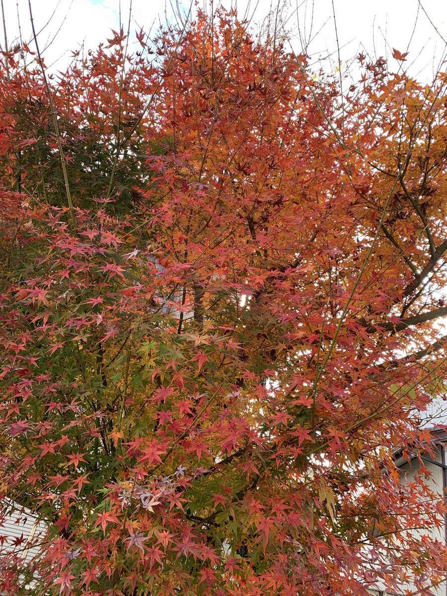 zzigoban's tweet photo. 夜は寒いがエアコン無しでも居られるから良し室温20℃？！
紅葉の葉散り始めて地面がきれい自転車寝かせて写真撮ってみたいな https://t.co/7lN4XYtv3J
