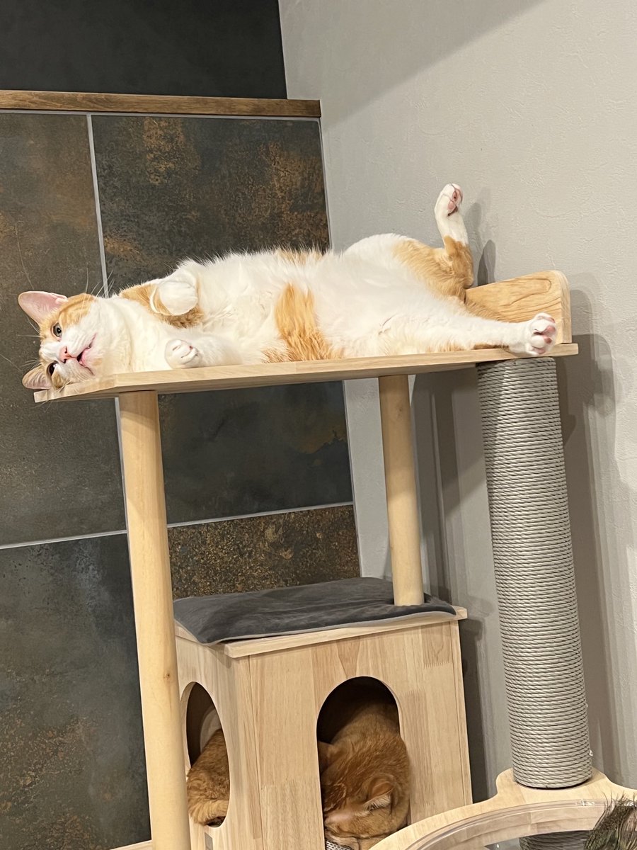 ぽーの呟き…ときどきテト (@kk26647297) / Posts / X