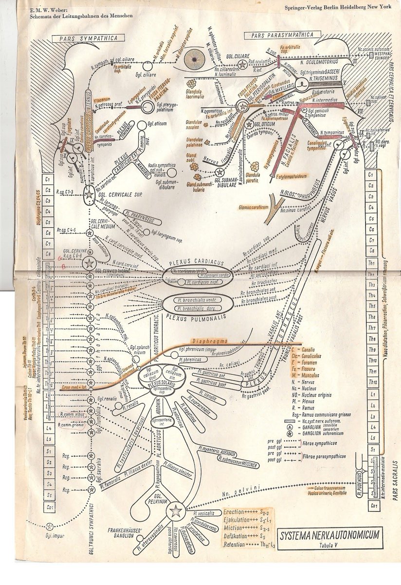 Autonomic nervous system