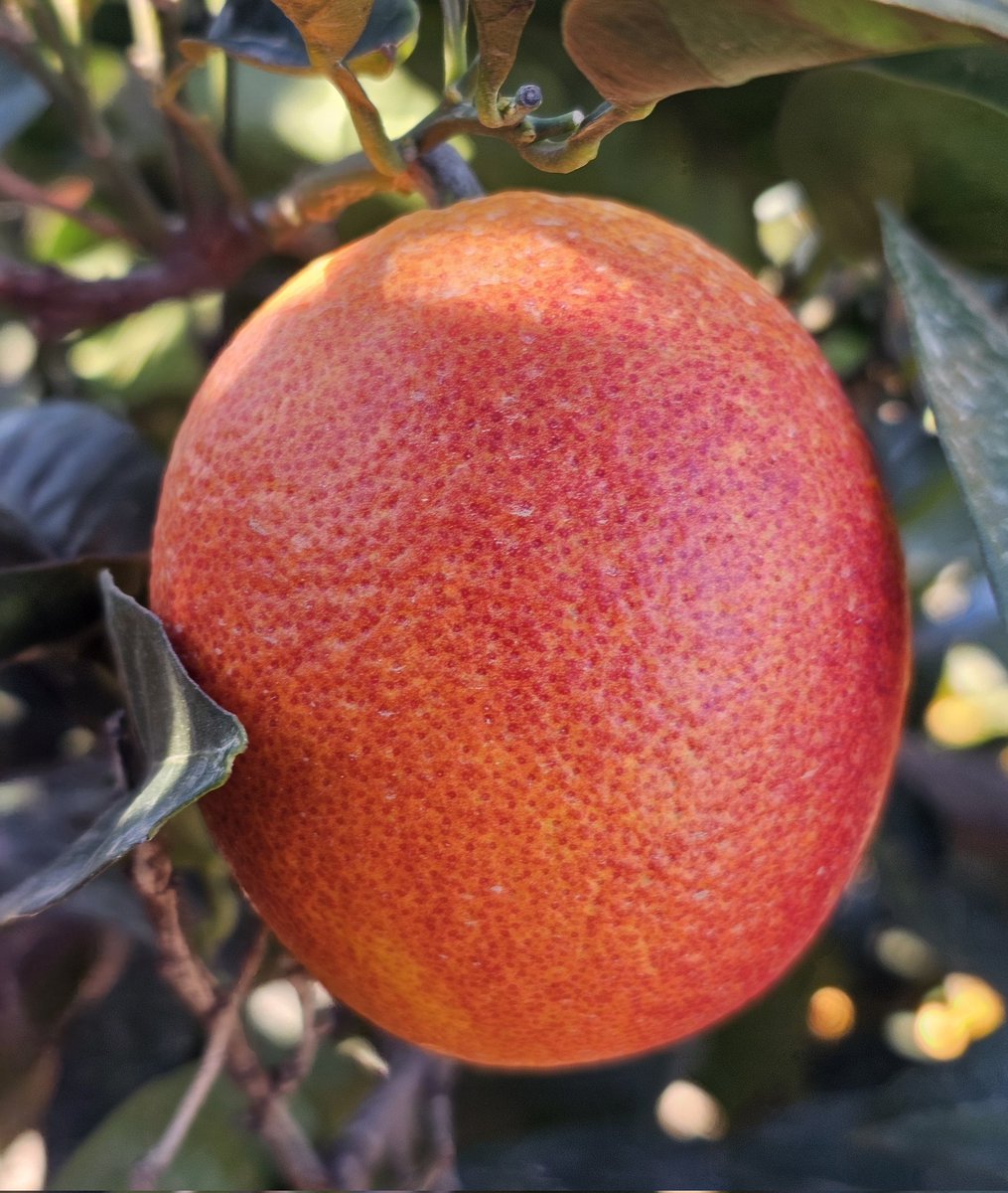 OpenCitrusExperience tweet media