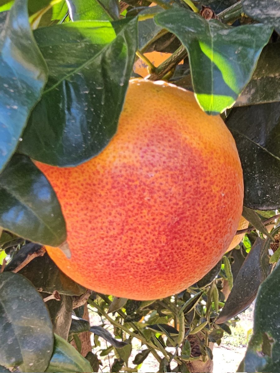 OpenCitrusExperience tweet media