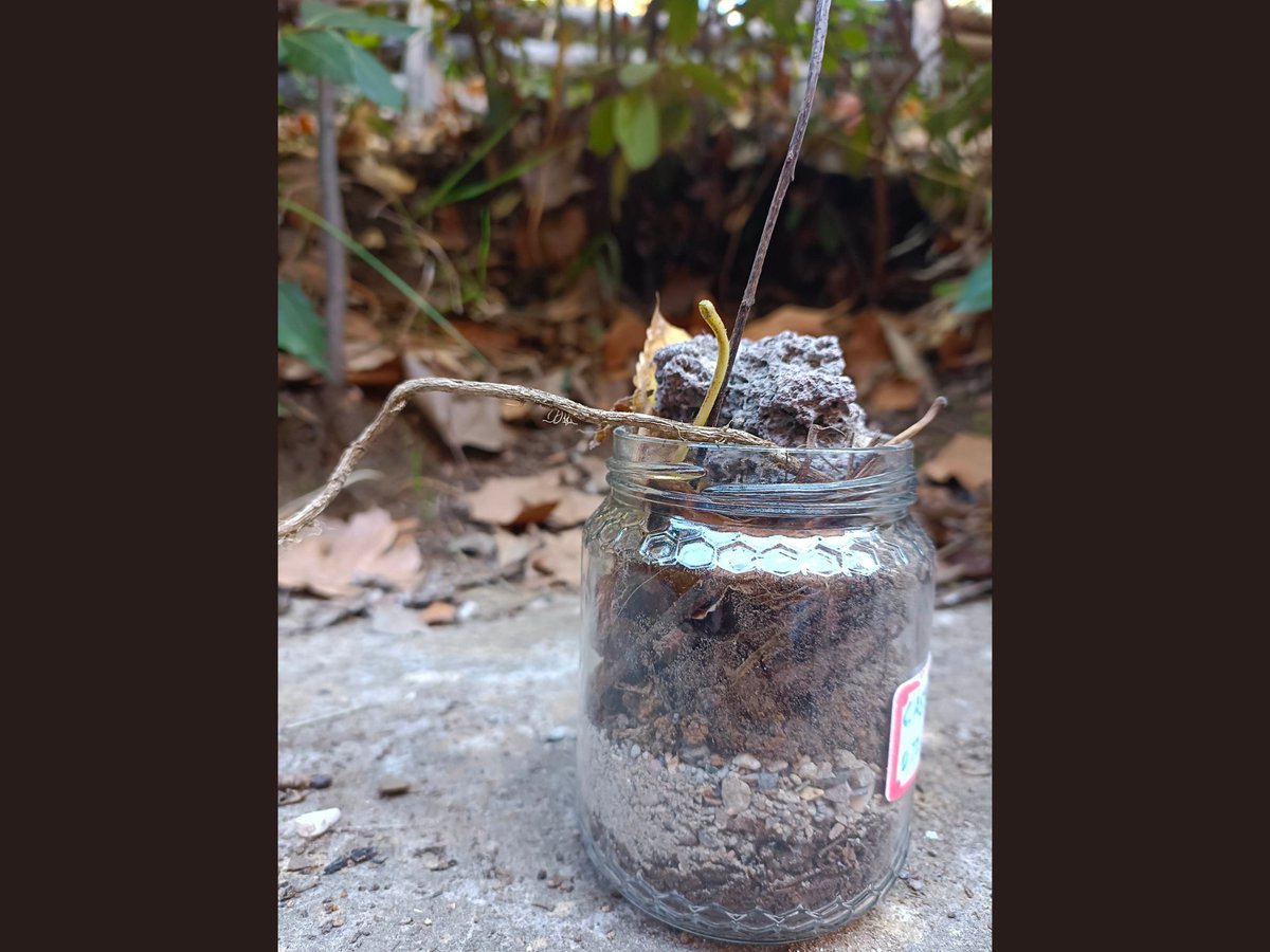 Navdanya International tweet media