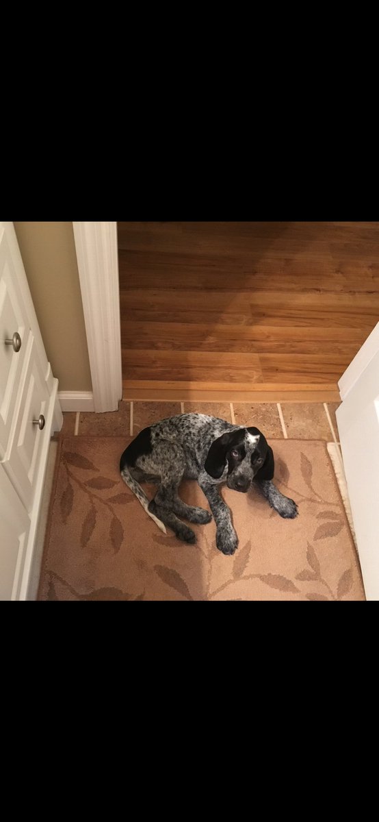 MtnGirlbarefootGardening tweet media