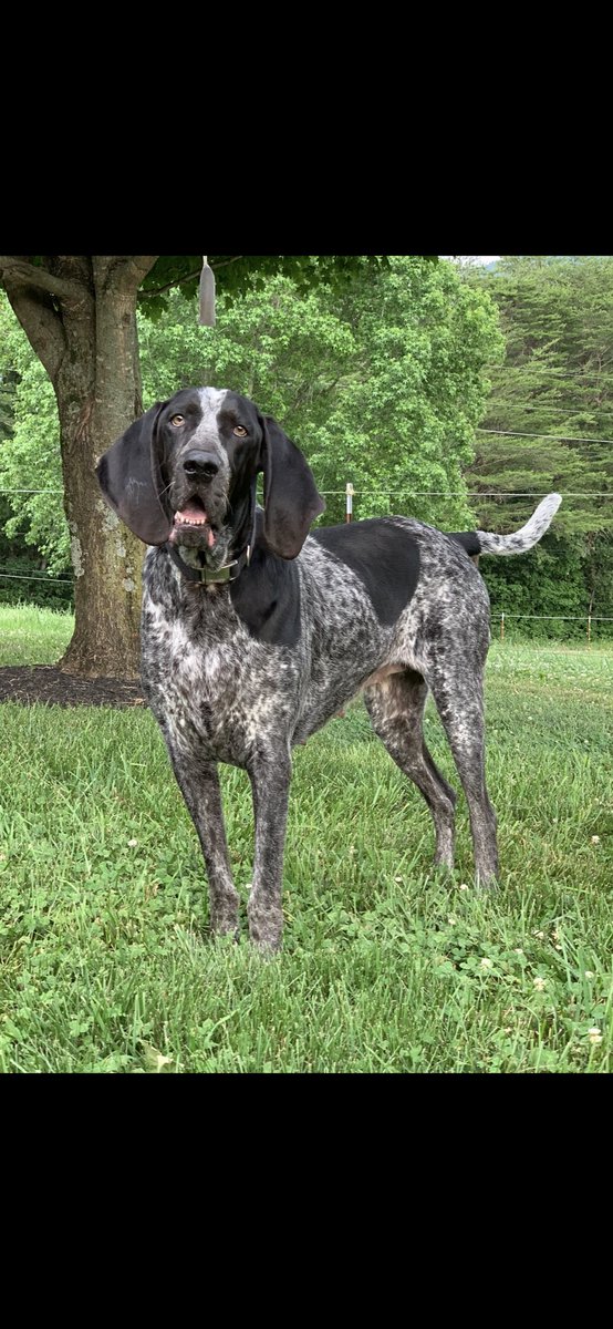 MtnGirlbarefootGardening tweet media