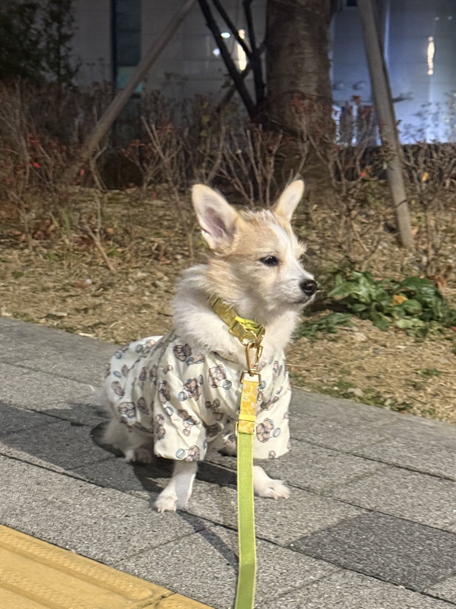 오늘도 나는 바람을 이겨낸다🐶