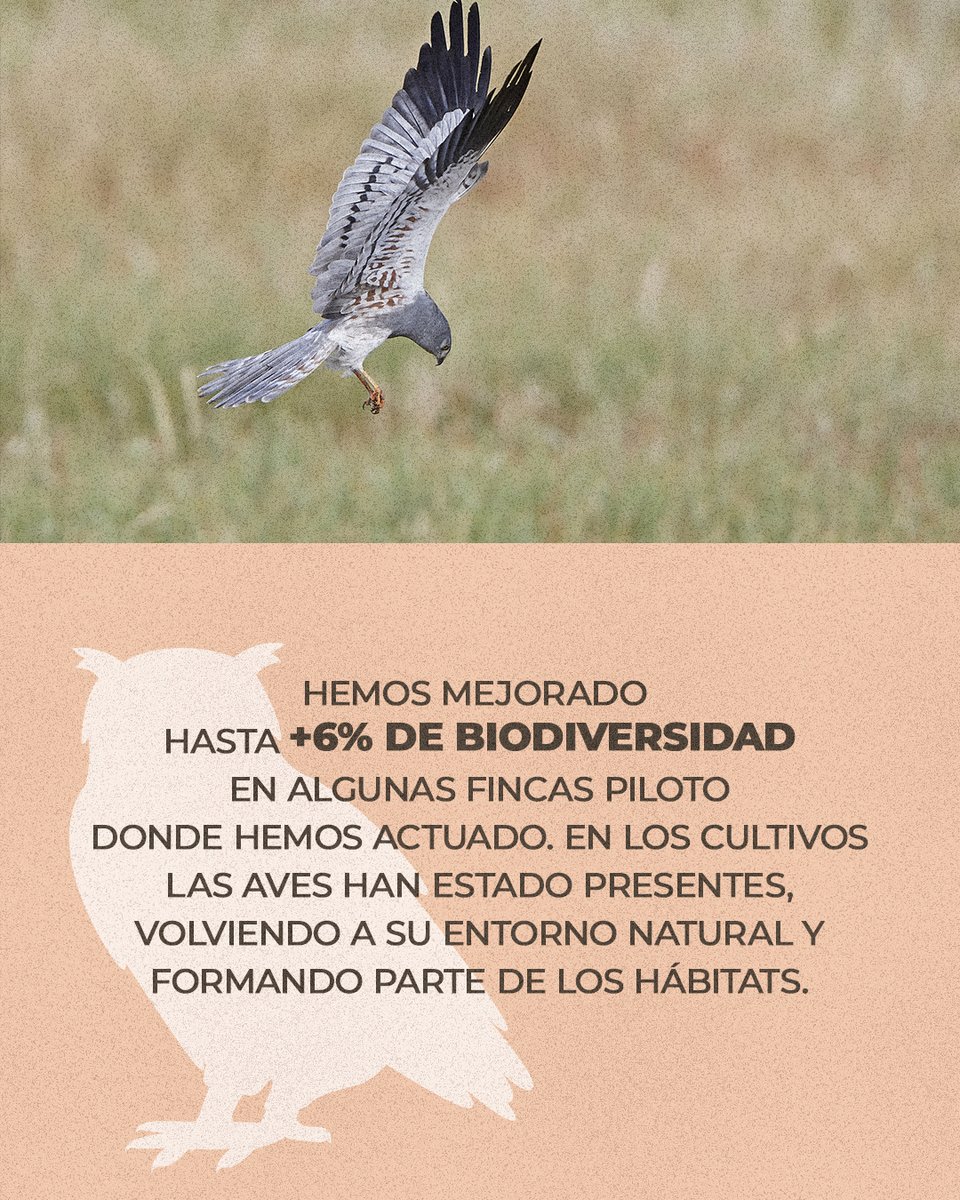 SEO_BirdLife's tweet photo. Hoy hemos presentado los resultados de #SecanosVivos, que demuestran que es posible una producción rentable respetando sus hábitats y desarrollando biodiversidad. https://t.co/EYbSMzGuci
