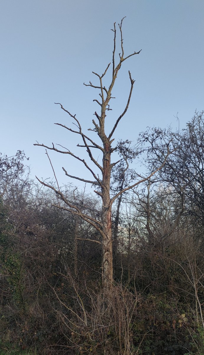 Tree_Folklore's tweet image. There is no such thing as a dead tree 🪾✨

A standing dead tree is known as a snag and they quickly become stand alone vertical worlds filled with life 🪶🪲 

Woodpeckers, new arrivals in Ireland, carve out holes that later shelter owls, bats &amp;amp; tits🦉🪚 

Beetles, moths &amp;amp; other…