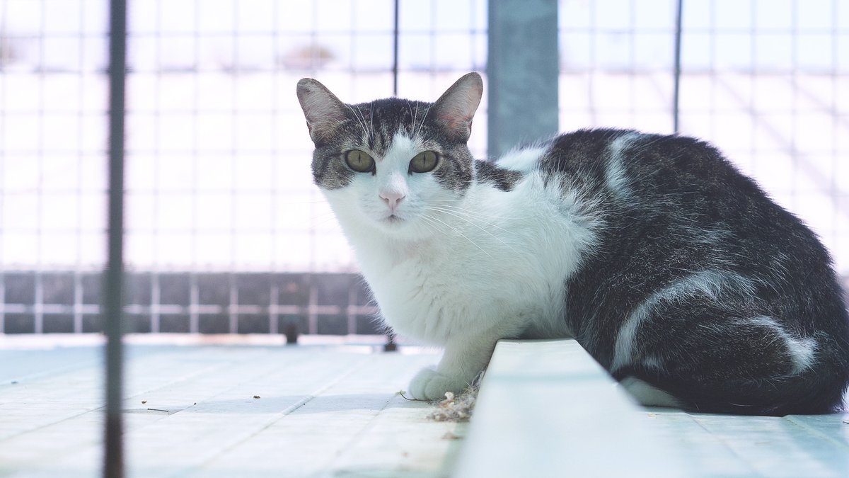 La Texas té 2 anys i 8 mesos 🐱 Viu amagada al refugi de Cal Pilé, invisible entre el bullici 💔 Només necessita un lloc tranquil on recuperar la confiança i sentir-se estimada 💙 👉 protectoramataro.org/adopta-un-anim…