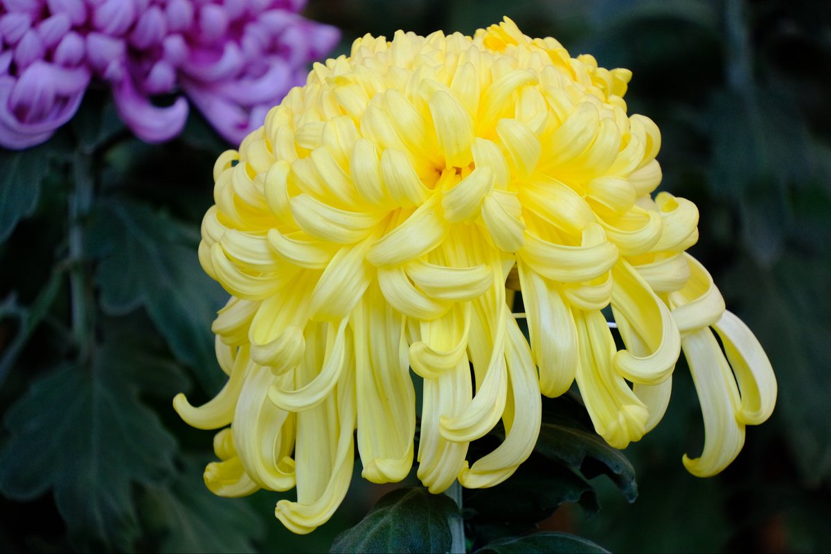 TanakaCoaching's tweet image. 11月に新宿御苑で開催されていた菊花壇展より大菊花壇。とても綺麗でした。
#xt30 #xf35mmf14
#fujifilm_xseries