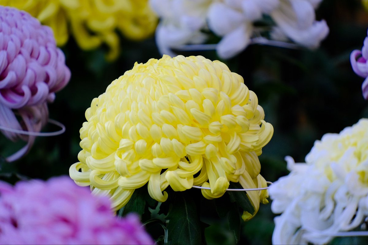 TanakaCoaching's tweet image. 11月に新宿御苑で開催されていた菊花壇展より大菊花壇。とても綺麗でした。
#xt30 #xf35mmf14
#fujifilm_xseries