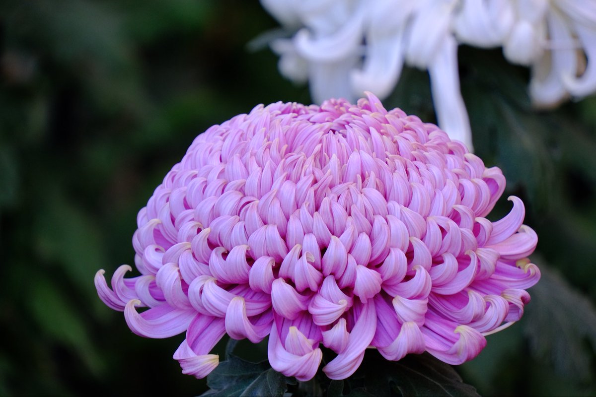 TanakaCoaching's tweet image. 11月に新宿御苑で開催されていた菊花壇展より大菊花壇。とても綺麗でした。
#xt30 #xf35mmf14
#fujifilm_xseries