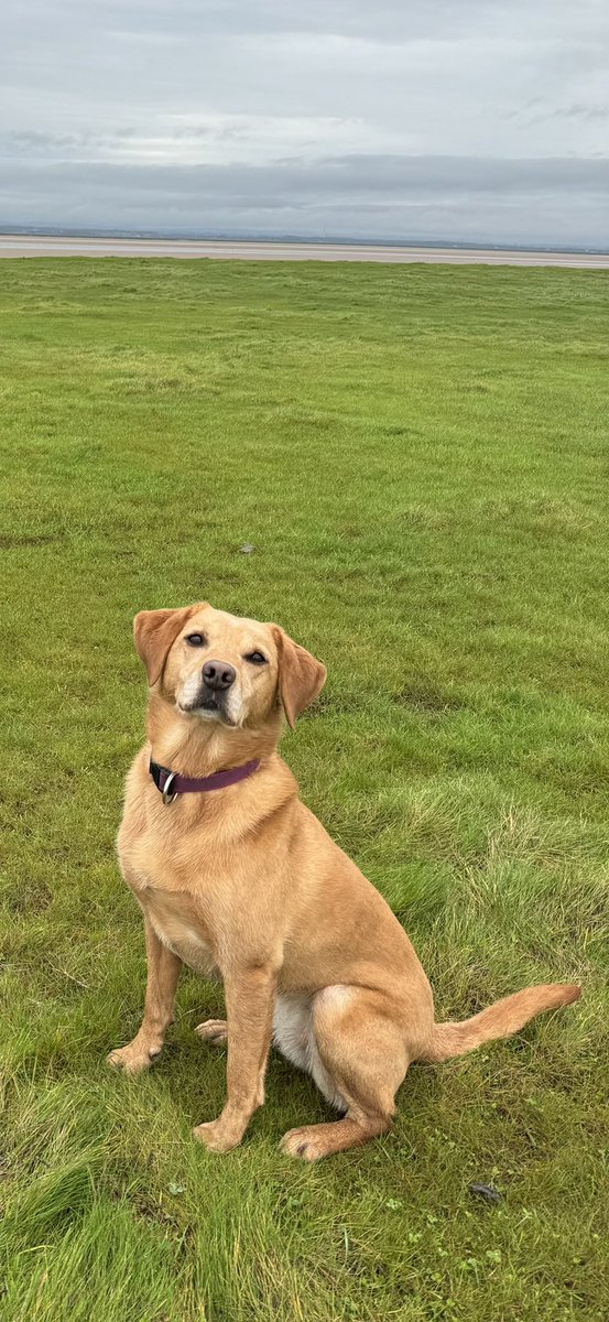 Cumbria Police Dog Section tweet media