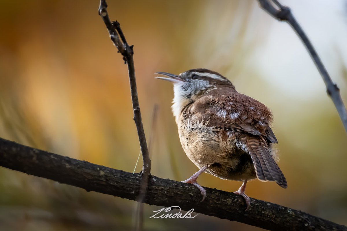 LSBofEBB's tweet photo. It Flew Across the Trail.
It Landed. It Sang. It Flew away. The encounter was brief, but I love any time I can get with a Carolina Wren.
#bird #wren #wildlife #nature #hellothere #singasong #briefencounter #godisgood #EveryBitBeautiful #rhodeisland #thesmallthings https://t.co/GWdiKwo17U
