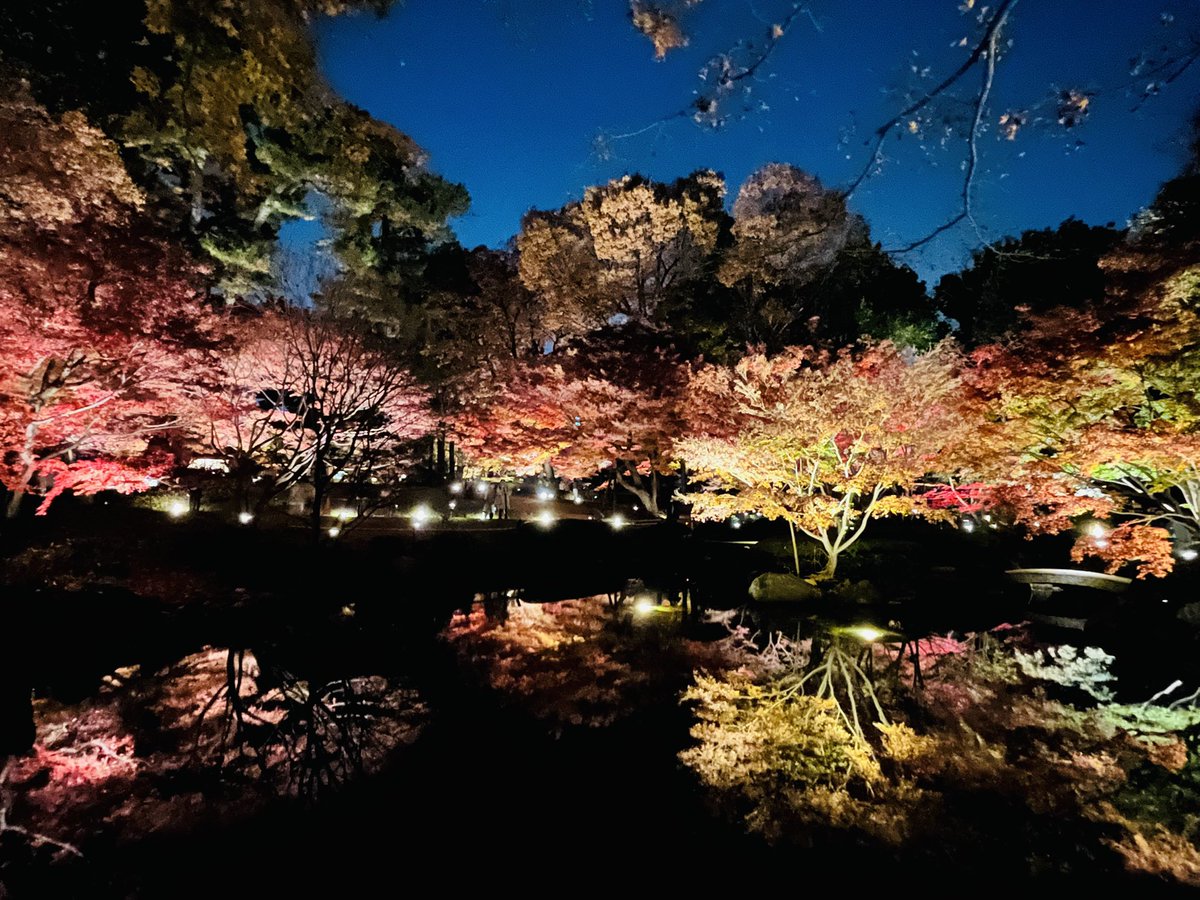 近所の公園で紅葉のライトアップがあり綺麗すぎました！🍁