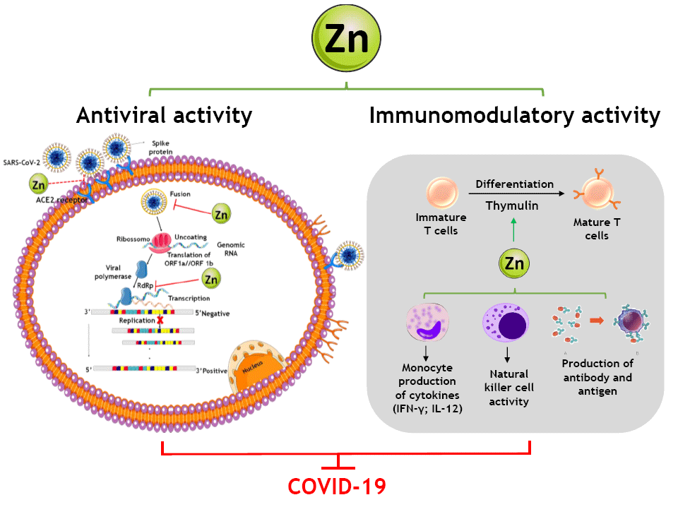 Zinc ions block viral replication directly in your throat where cold viruses multiply.

A review of 34 RCTs found zinc lozenges cut cold duration by about 33 percent, shortening symptoms by ~2.4 days on average.