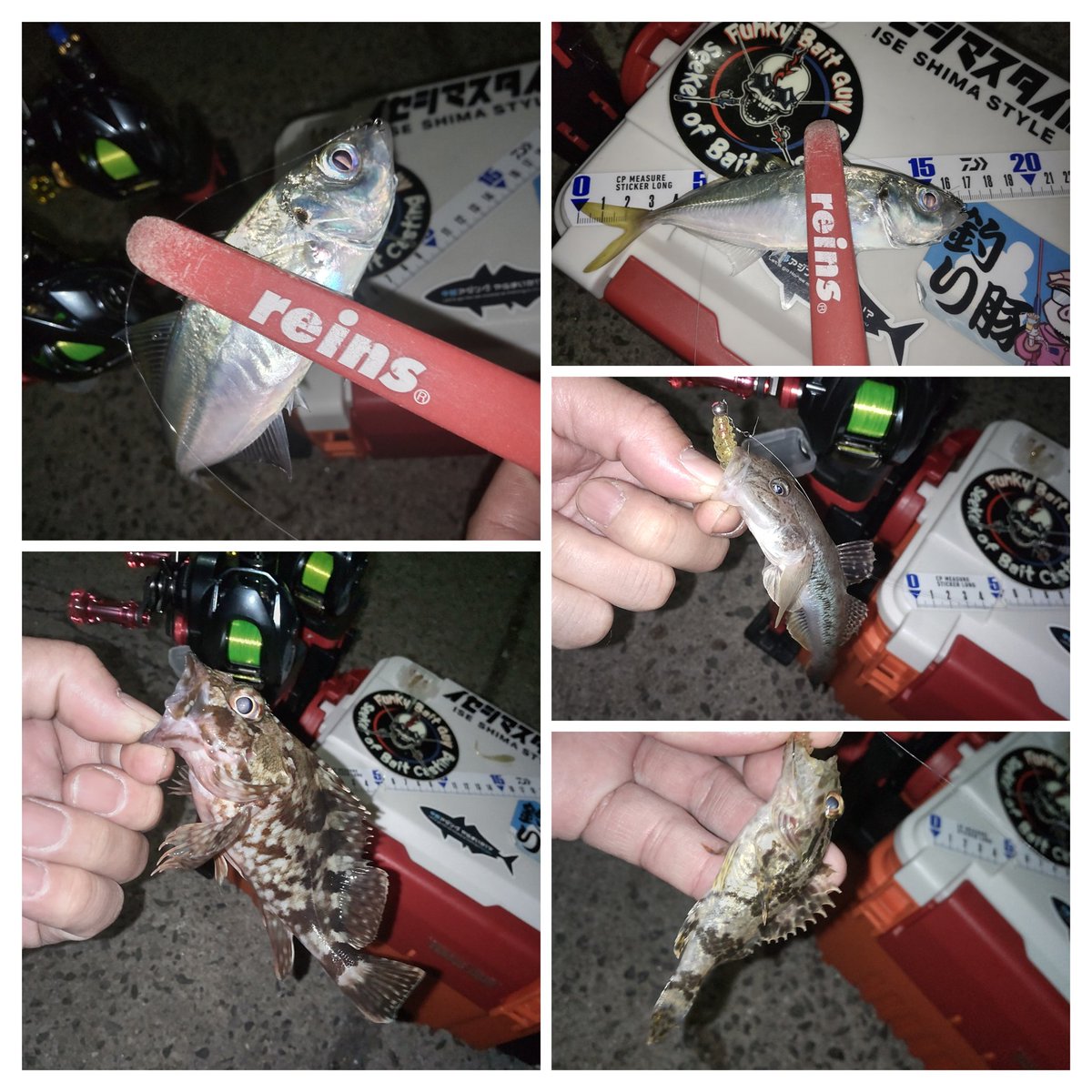 hanimal46's tweet image. 水がなくてもそれなりにいろいろ釣れるのを確認して…

撤収ー！

#南チッタ
#お一人様
#釣れたら何でも楽しい