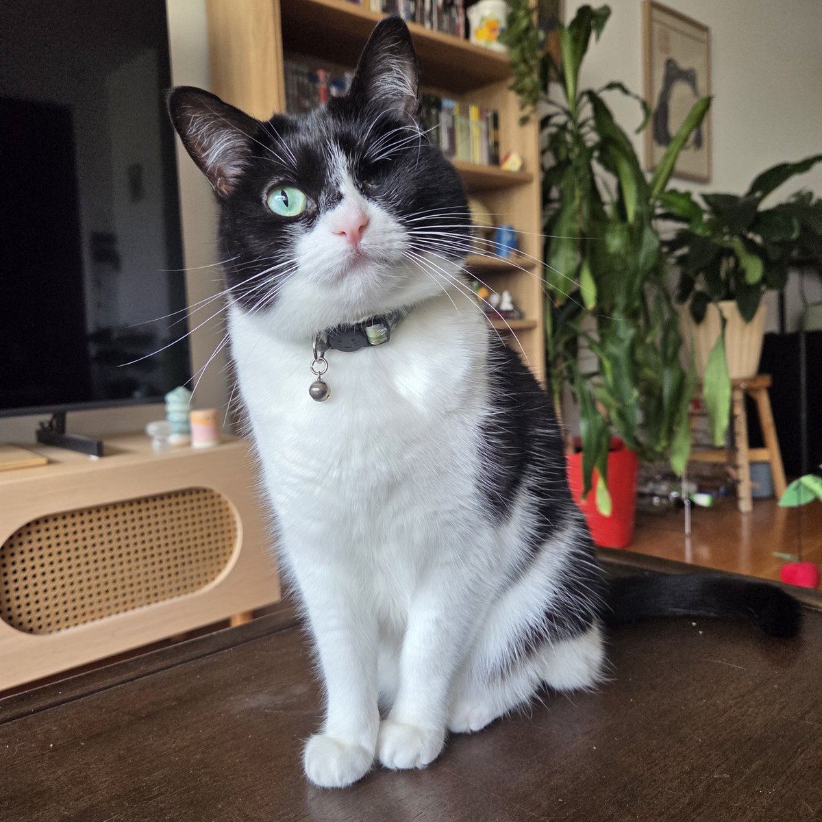 pickleisicky's tweet image. decembah alreadys!?