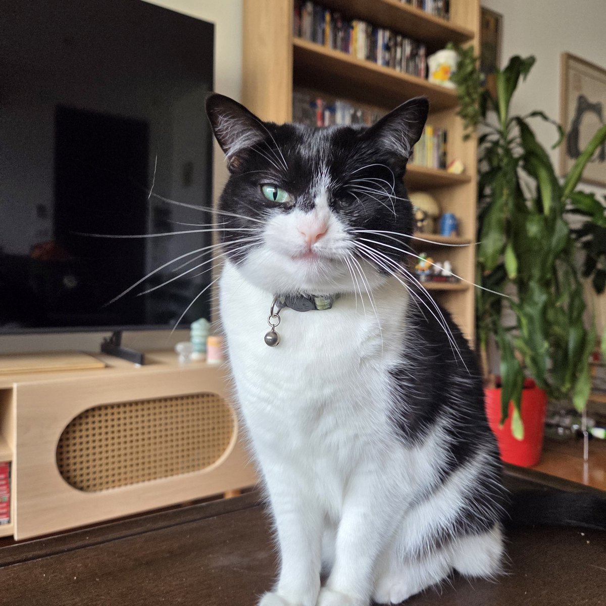 pickleisicky's tweet image. decembah alreadys!?