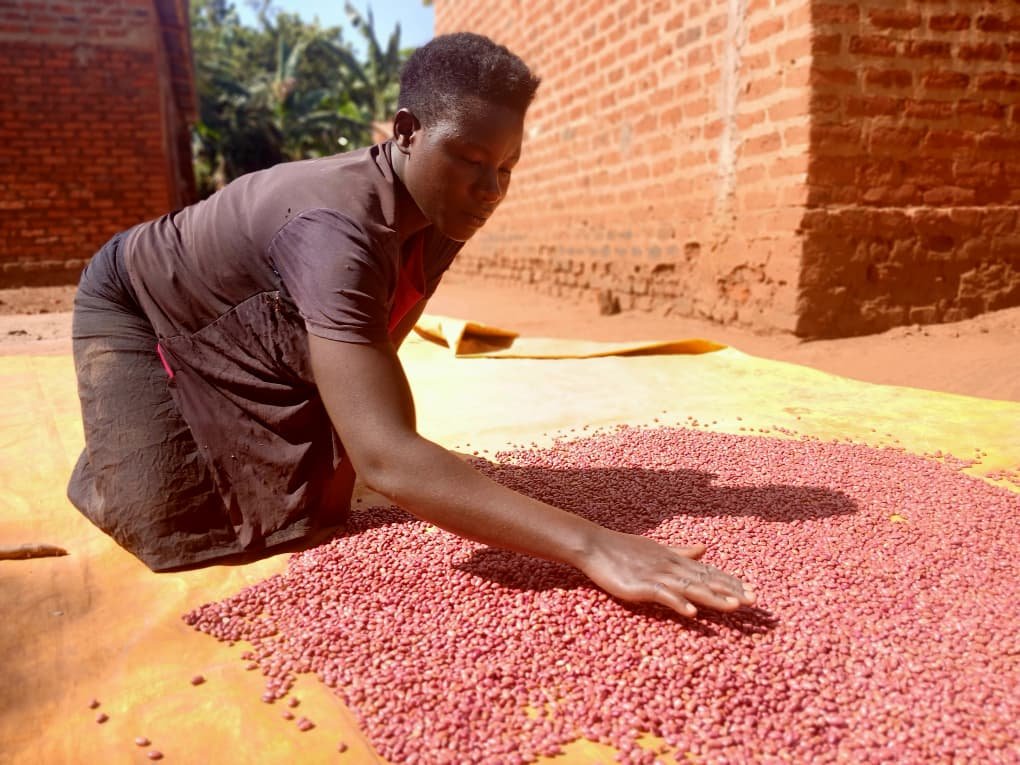 kilimoEAC's tweet photo. For years, Namuwaya Mariam from Iganga District, Eastern Uganda, dried her maize and beans on the bare ground resulting in contamination, reduced quality, and lower market prices.

#EAMIAT  #KTAt20 https://t.co/QPXz9xl0LR