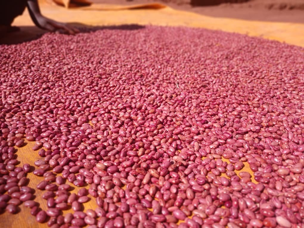 kilimoEAC's tweet photo. For years, Namuwaya Mariam from Iganga District, Eastern Uganda, dried her maize and beans on the bare ground resulting in contamination, reduced quality, and lower market prices.

#EAMIAT  #KTAt20 https://t.co/QPXz9xl0LR