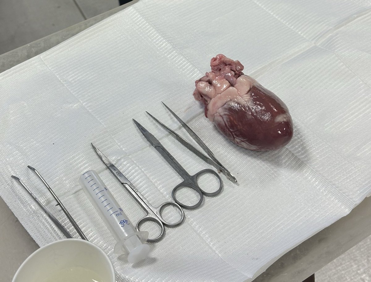 Joud bani salameh tweet media