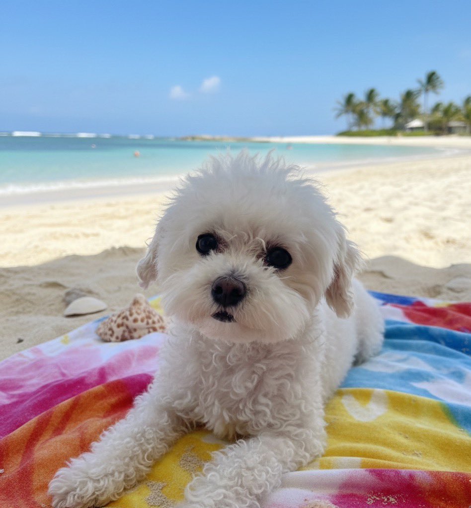 Winniejacksrn's tweet image. Say good morning to the next runner 

$Grace the top viral dog on x right now 

Bullish and strong narrative 

x.com/Grace_very_cute

DdGNpQqUiVMu6EnE8HeEfDDSiLQZQratbtxtGAFfpump