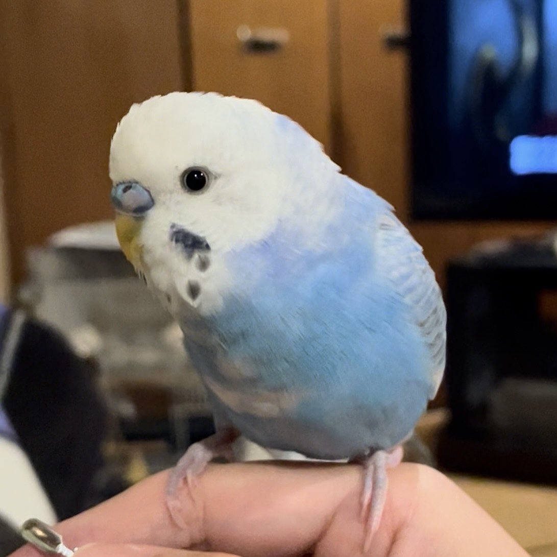 トリ (@44Baybird) / Posts / X