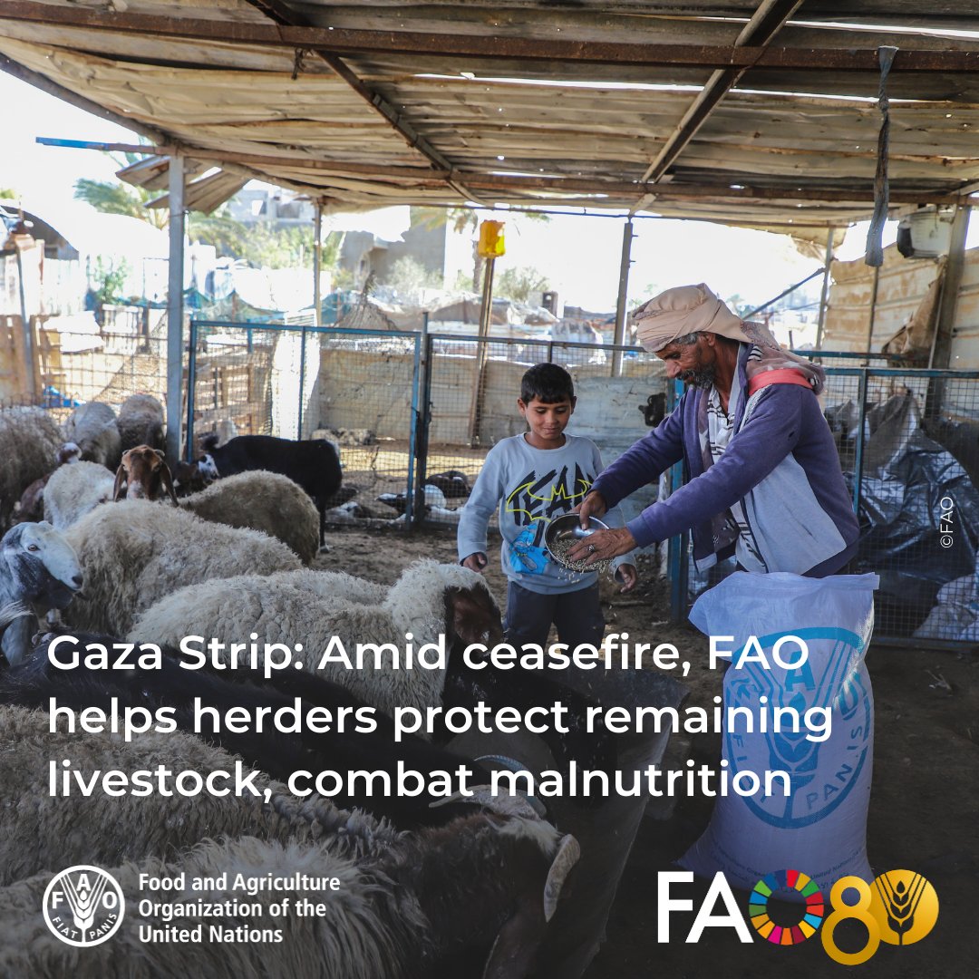 FAO in Near East and North Africa tweet media