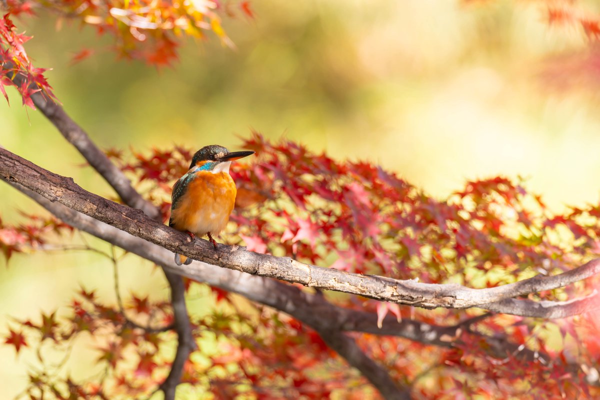 モミ🍁カワその３😊✨
#カワセミ