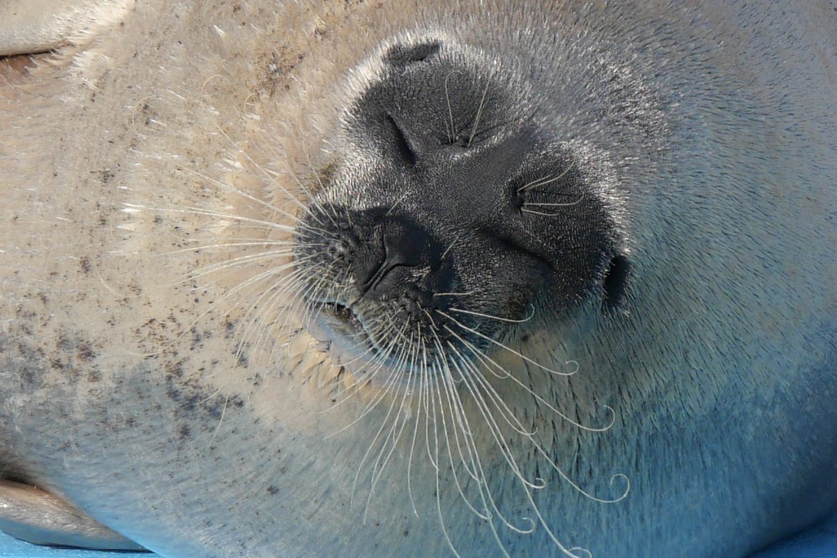 よう
よう
よう
よう

2025.11
#とっかりセンター （アザラシランド）
#ワモンアザラシ #よう