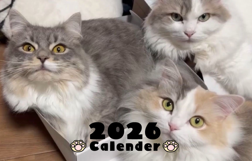 kyooooooo's tweet photo. お世話になっております。
笠井アナ、ますみさんご夫婦。
愛猫の2026年カレンダーが販売しています。
ご興味のある方は😊

https://t.co/MohkMcK6BC https://t.co/Jg29nMeTRA