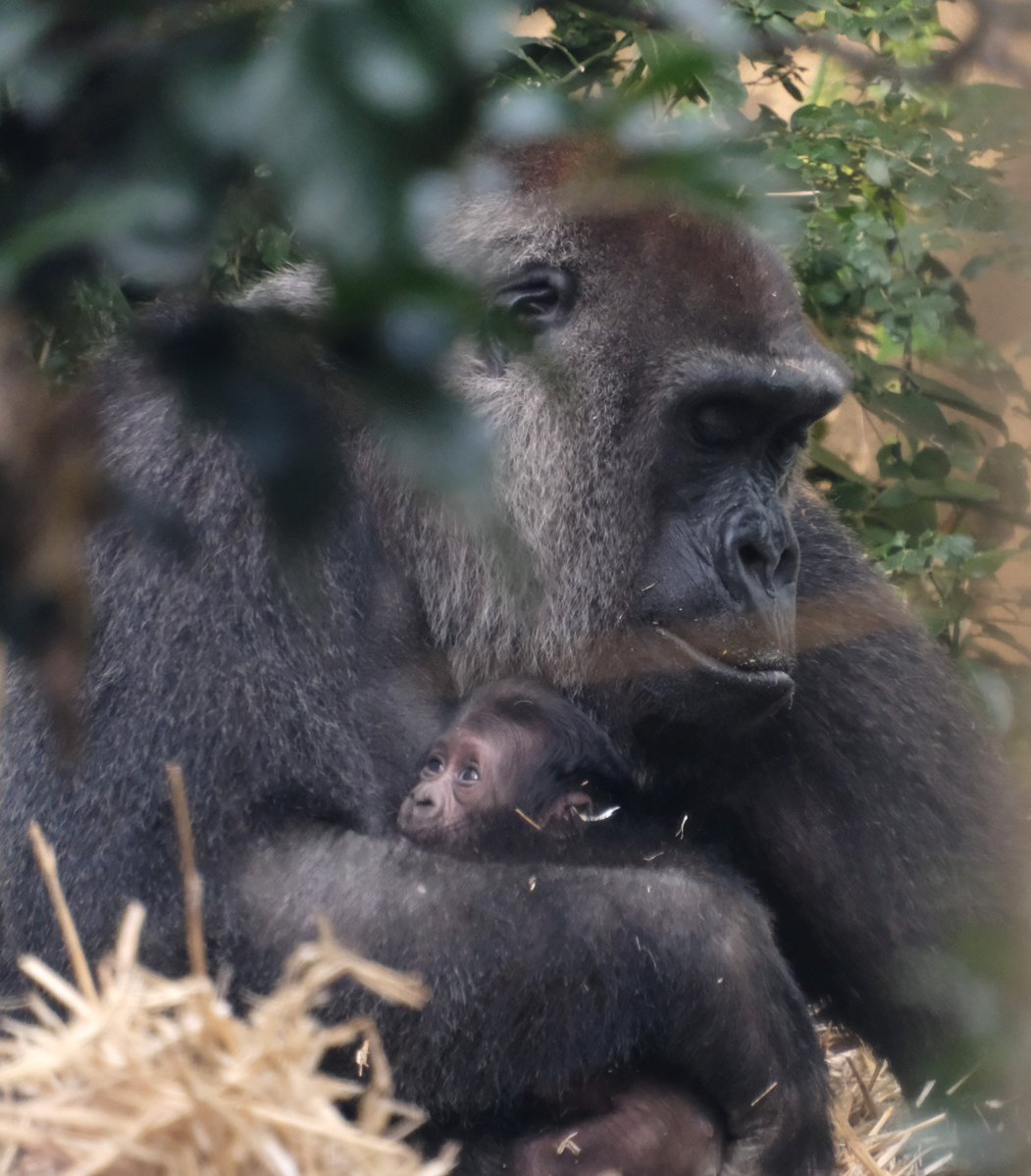 母性のあたたかさ、命の尊さに感動

📷2025.12

#ゲンキ　#ゲンキ仔　#ニシゴリラ　#京都市動物園