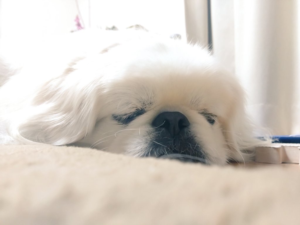 おやしゅみなちゃい…ムニャムニャ♥