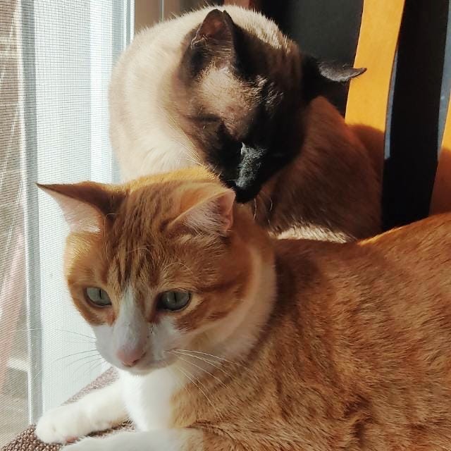 Adopciones Felinas VLC tweet media