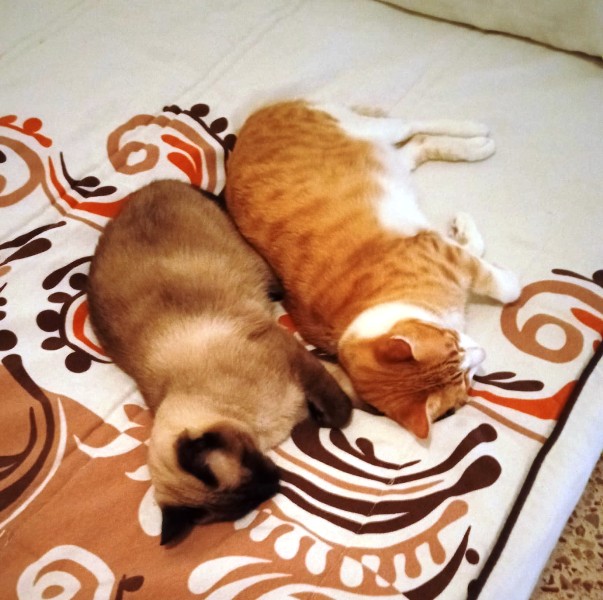 Adopciones Felinas VLC tweet media