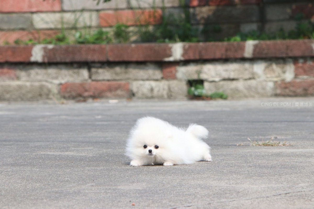 走る すべる 見事に ころぶ