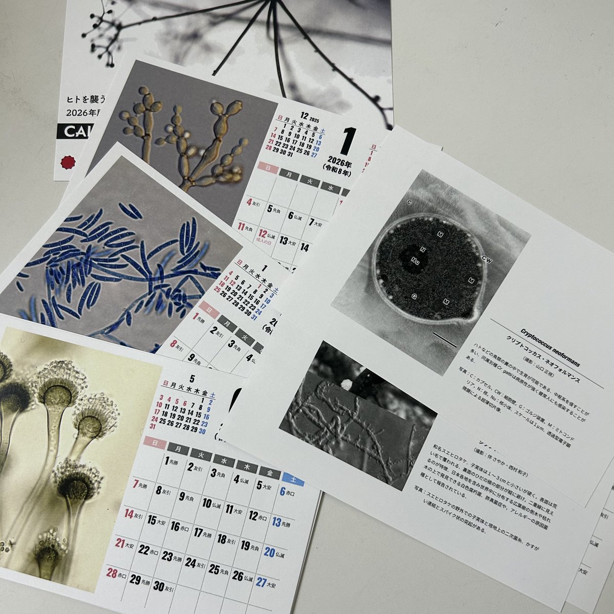IFM_BioResource's tweet photo. 恒例、特製カレンダーが卓上型になりました。会場でアンケートに答えてくれた方に差し上げます。先着順、売り切れ御免 #MBSJ2025 #NBRP #病原真菌 https://t.co/yD6wShduw9