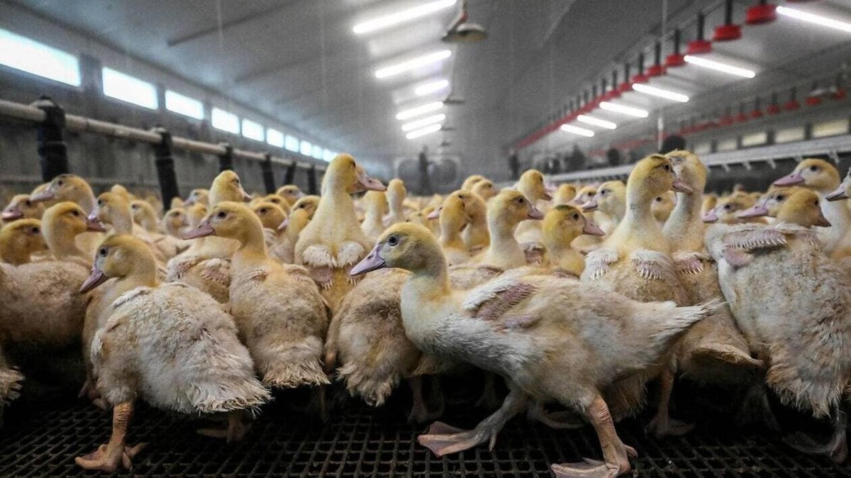 Le virus de la grippe aviaire se propage en Loire-Atlantique | Presse Océan
➡️ l.ouest-france.fr/dpPs
#Nantes