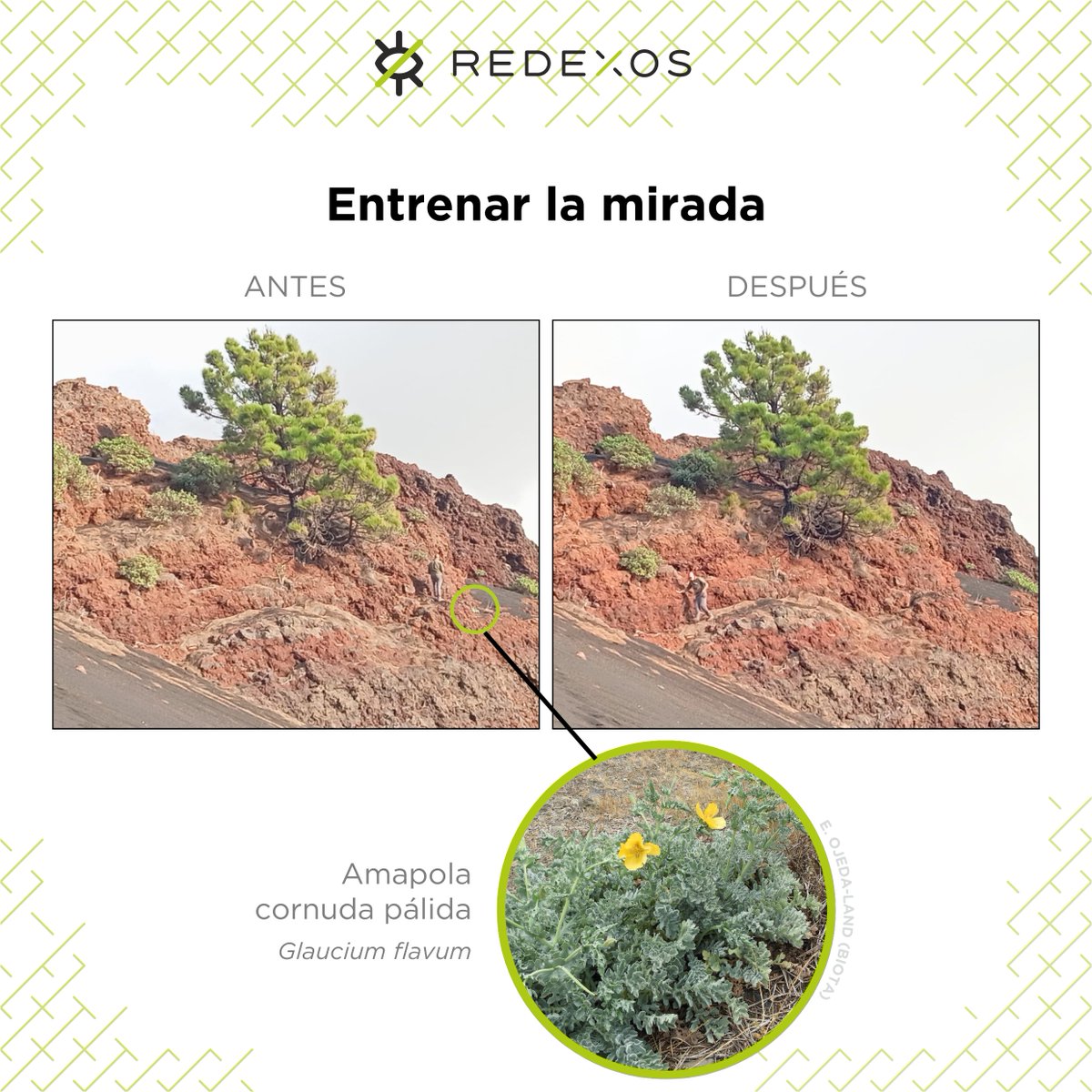 RedEXOS_Gobcan tweet media