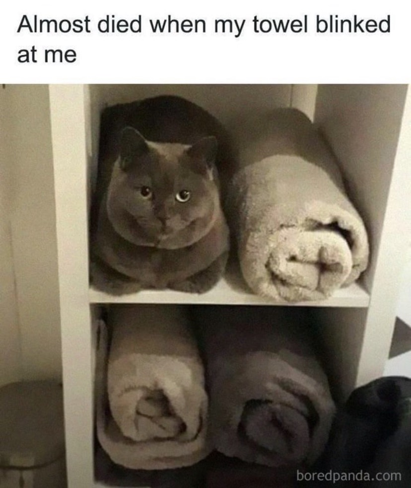 contents that ll heal your depression 🌻 (@catshealdeprsn) on Twitter photo 