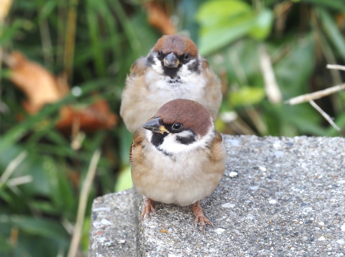 ちゅんちゅん (@chunchu0803) / Posts / X