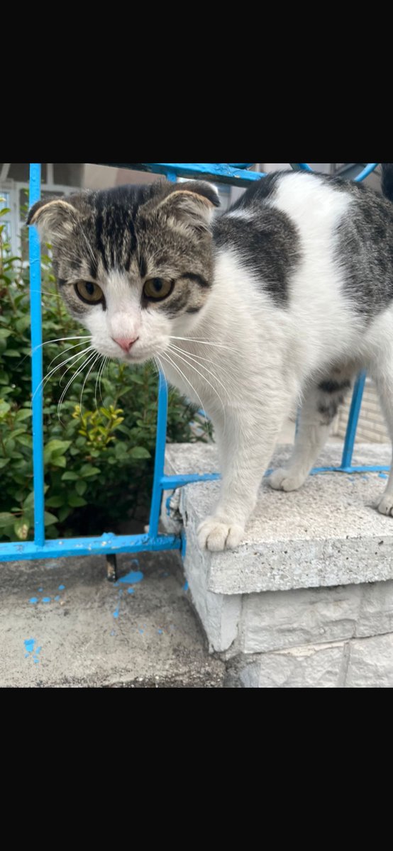 Gördüğüm en cins sokak kedisi