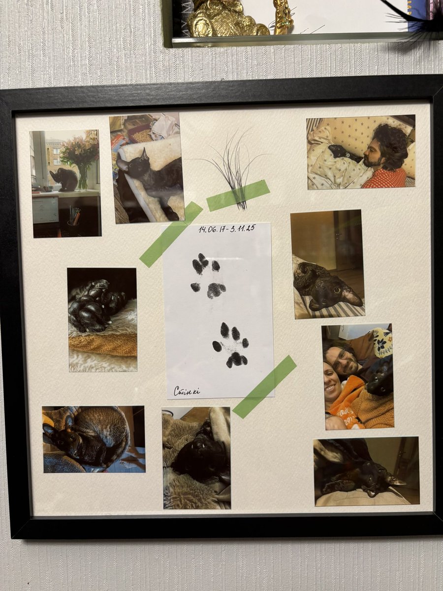 Як ми відвезли кота в Зоолюкс кров здати.
29.10.25 ми відвезли Стінкі в здати кров для важкохворого котика. На сайті Зоолюксу вказано що донорами можуть бути коти без хронічних захворювань, але без якогось переліку. Тому я взяла всі медичні висновки і результати обстежень.