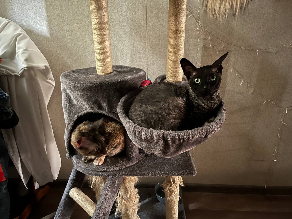 50 відтінків рудого tweet media