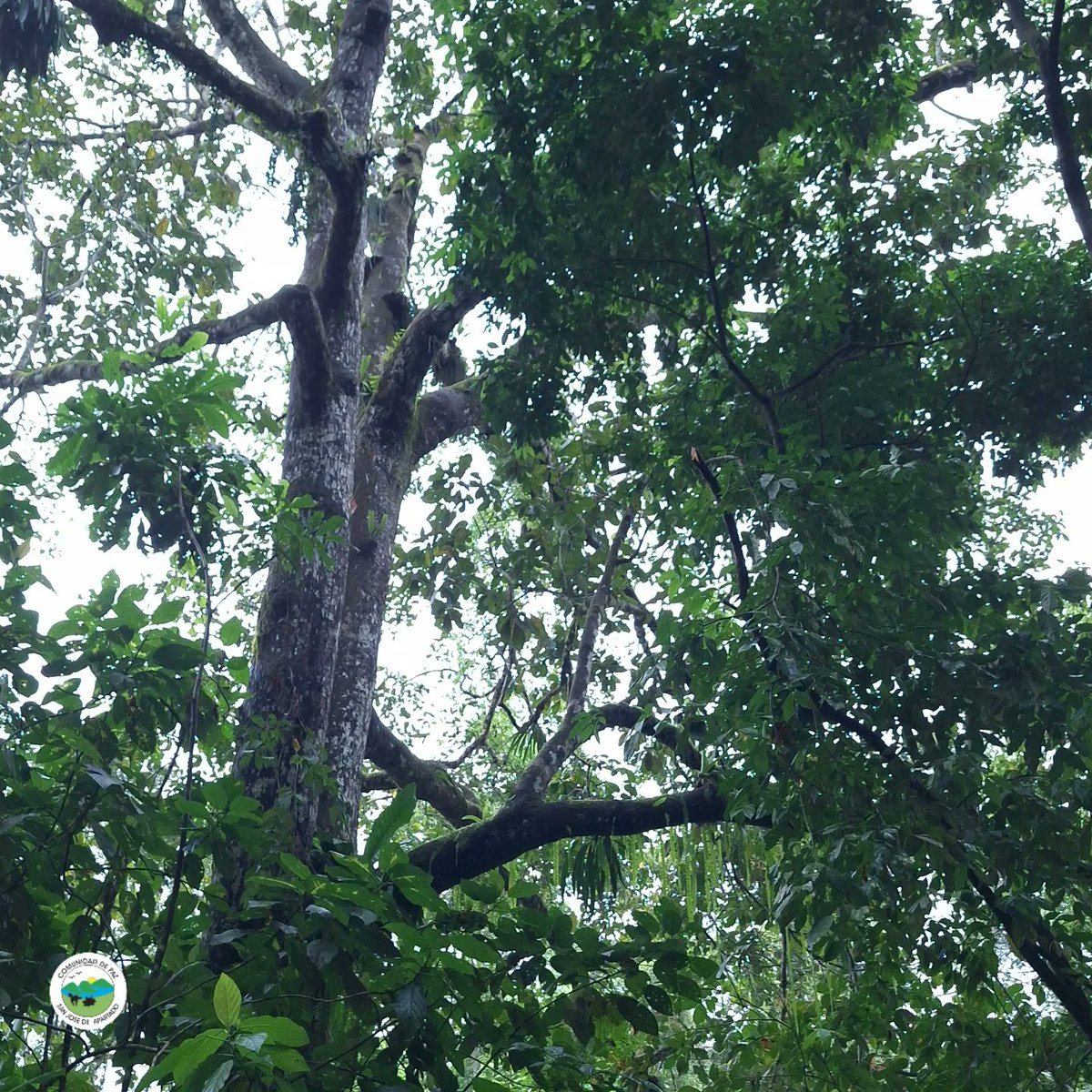 cdpsanjose's tweet photo. La belleza de La Serranía de Abibe 
#arbol #naturaleza #airepuro #bosque #arboles https://t.co/wXobbRQQDB
